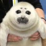 Leaf's profile picture