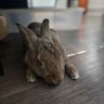 Фото профиля Dude with a bunny