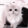 ใพใ's profile picture