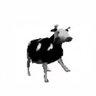 cow polish profil fotoğrafı