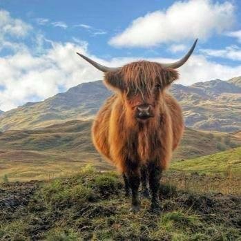 scottishbants2's profile picture