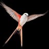 Wingspan 的头像