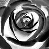 Rose Ford's profile picture