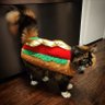 HotDog's profile picture
