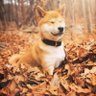 Profilbild von OX Lucky