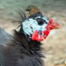 Фото профиля Guineafowl
