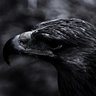 Profilbild von Johny 1903 🦅