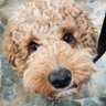 Profilbild von Doodlemomma3