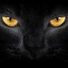 ثراء القطط profil fotoğrafı
