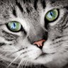 Виктор profil fotoğrafı
