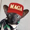 PetsforTrump🇺🇸🐾 profil fotoğrafı
