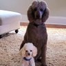 @oodlesofpoodles's profile picture