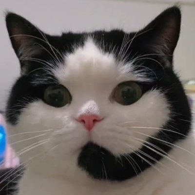 vitulino__'s profile picture
