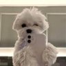 Kimsenso. profil fotoğrafı