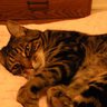 トムたい 的头像