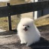 Suripets_9996 ❤️ Memecoin's profile picture