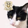 Fritz the Cat profil fotoğrafı