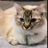 honya profil fotoğrafı