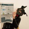 FrenchGimp's profile picture