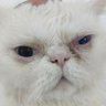 Fortuna Est Mihi's profile picture