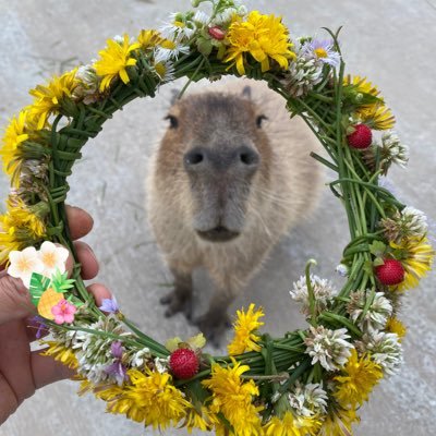 harvest_animal's profile picture