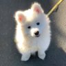 菠萝吹雪's profile picture