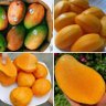 Profilbild von Mango