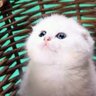 Profilbild von Ӧ