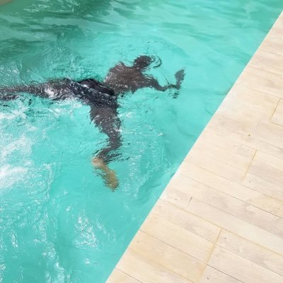 BlackVerseBoi's profile picture