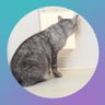 舞子🐈⬛ profil fotoğrafı