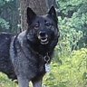Bewildered MisBegotten 🇺🇸👌🏻🐕🍊's profile picture
