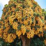 Фото профиля Opiyo Bosco John