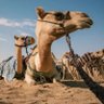 الصبرطيب profil fotoğrafı