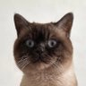 Erenlio's profile picture