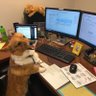 Sable Corgi's profile picture