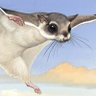 Fairydiddle's profile picture