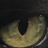 Andrzej Wilczanowski's profile picture