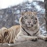 Profilbild von Tigre Alacran