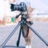 Willy Mbai profil fotoğrafı