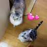 Profilbild von きまぐれcat's-eye