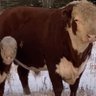 Фото профиля Eastonbeef