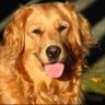 Golden Dog 的头像