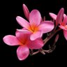 PinkPlumeria profil fotoğrafı