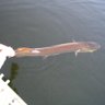 Fishing fool 的头像