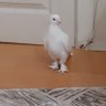 Фото профиля Ramazan Kırık