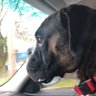 Happy Tails's profile picture