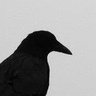 crow1ck profil fotoğrafı