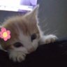 soup's profile picture