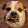Kevin Duncan's profile picture