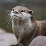 カワウソ's profile picture